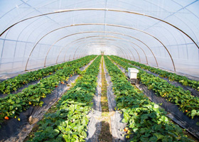 家庭農(nóng)業(yè)